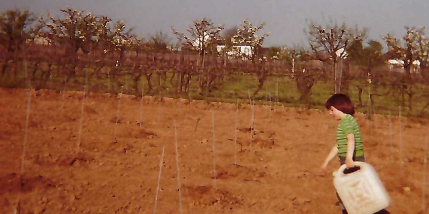 Weinberg wird angelegt