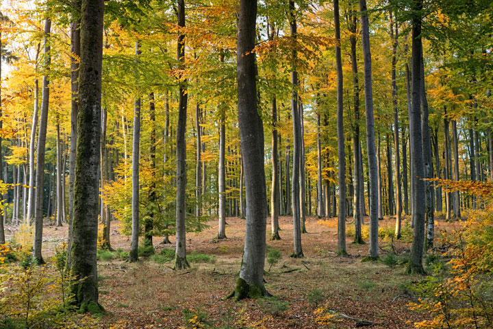 Herbstlicher Wald